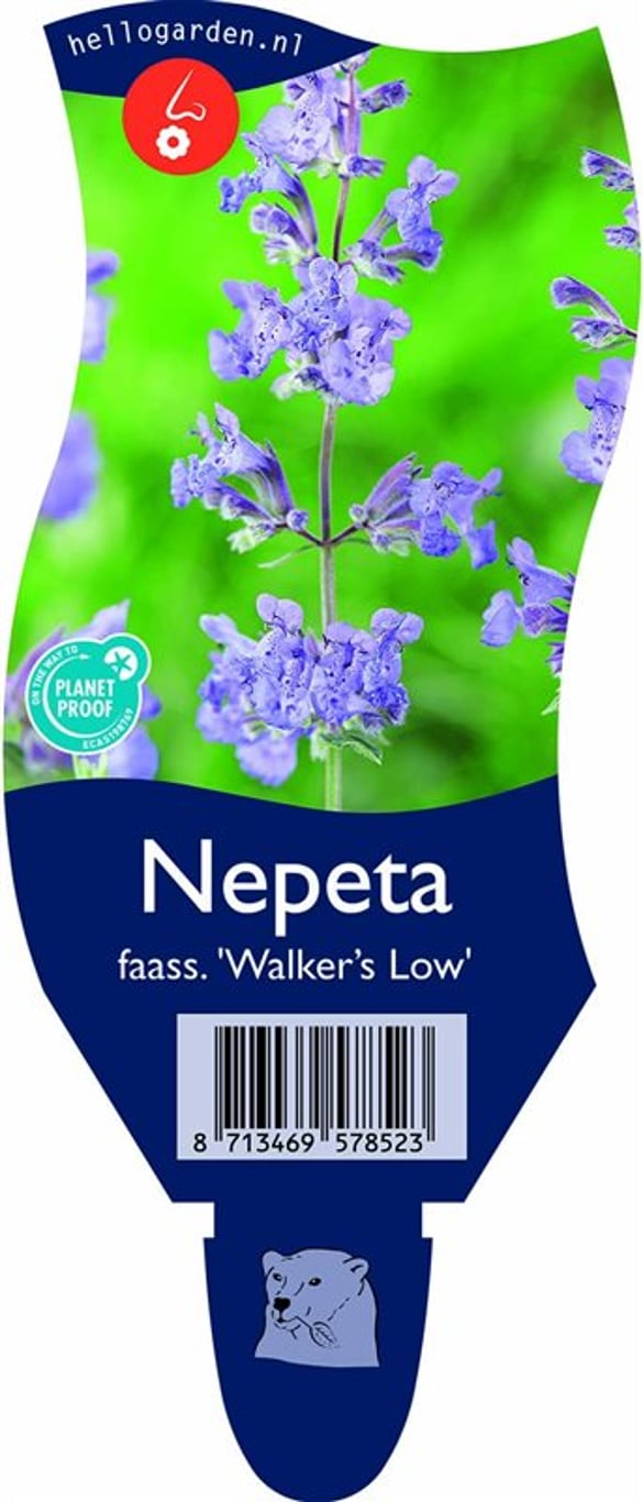 Nepeta 'Walker's Low' - P11